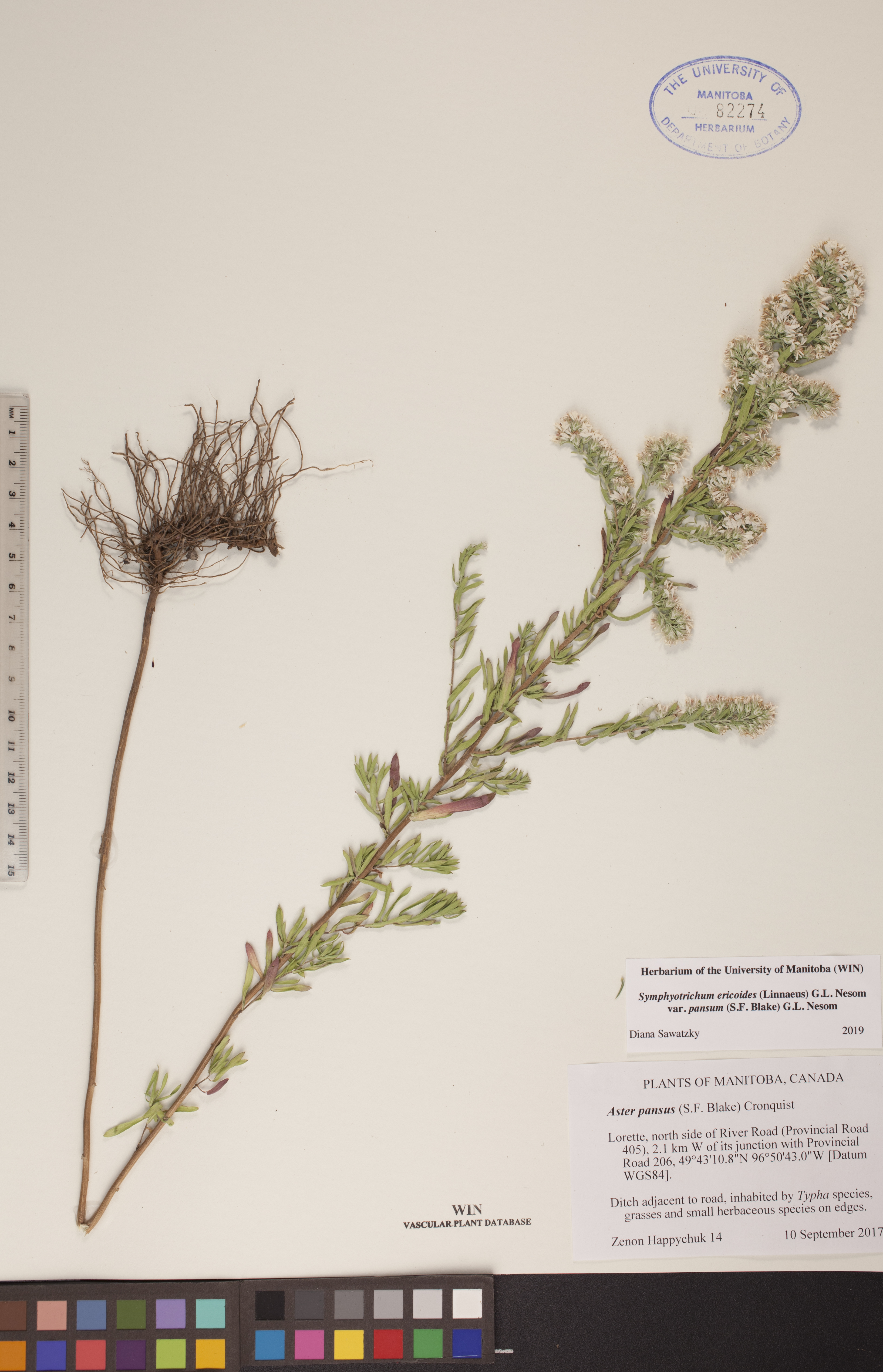 Symphyotrichum ericoides var. pansum image